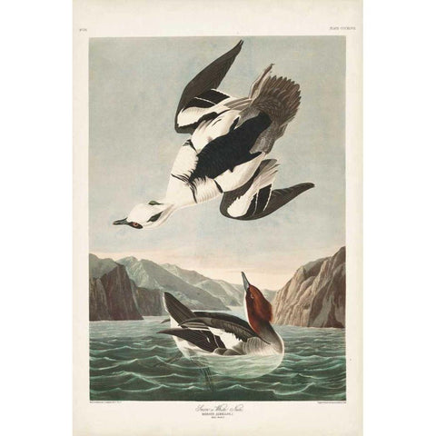 Pl 347 Smen or White Nun Black Modern Wood Framed Art Print with Double Matting by Audubon, John James