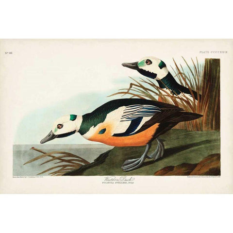 Pl 429 Western Duck Black Modern Wood Framed Art Print with Double Matting by Audubon, John James