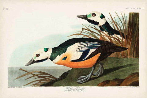 Pl 429 Western Duck White Modern Wood Framed Art Print with Double Matting by Audubon, John James