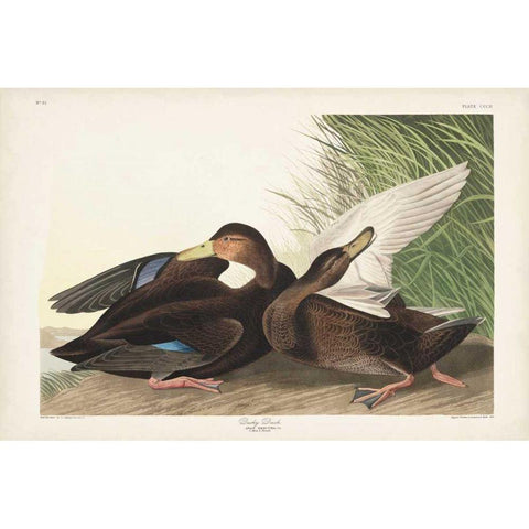 Pl 302 Dusky Duck Black Modern Wood Framed Art Print with Double Matting by Audubon, John James