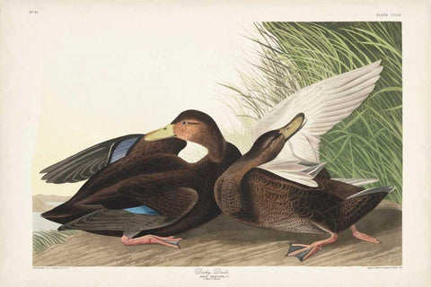 Pl 302 Dusky Duck White Modern Wood Framed Art Print with Double Matting by Audubon, John James