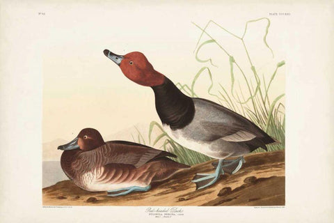 Pl 322 Red-headed Duck Black Ornate Wood Framed Art Print with Double Matting by Audubon, John James