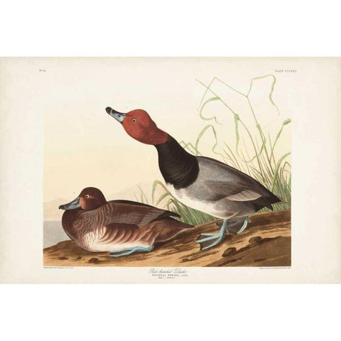 Pl 322 Red-headed Duck Black Modern Wood Framed Art Print with Double Matting by Audubon, John James