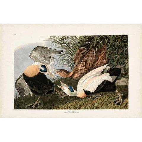 PL 246 Eider Duck Gold Ornate Wood Framed Art Print with Double Matting by Audubon, John James