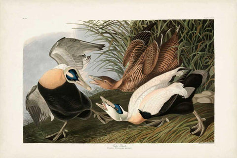 PL 246 Eider Duck White Modern Wood Framed Art Print with Double Matting by Audubon, John James