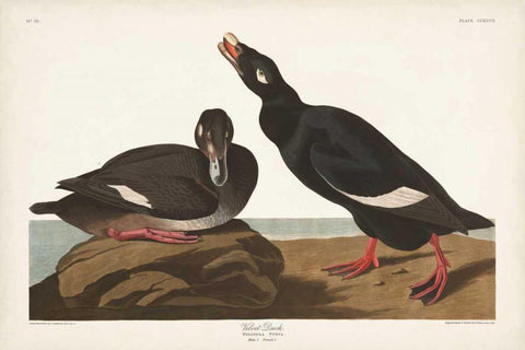 Pl 247 Velvet Duck Black Ornate Wood Framed Art Print with Double Matting by Audubon, John James