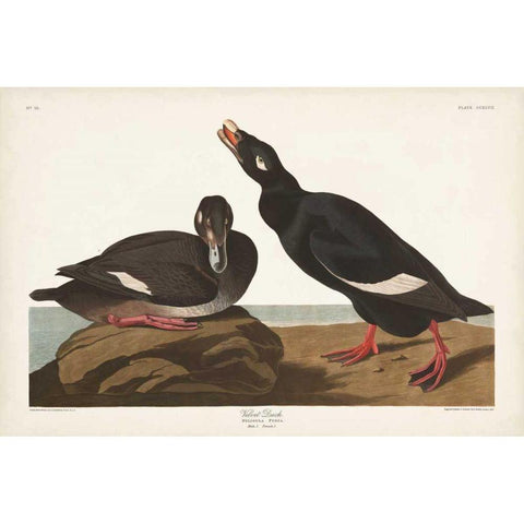 Pl 247 Velvet Duck Black Modern Wood Framed Art Print with Double Matting by Audubon, John James