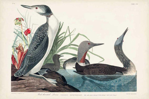 Pl 202 Red-throated Diver Black Ornate Wood Framed Art Print with Double Matting by Audubon, John James