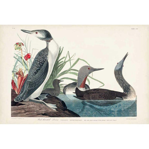 Pl 202 Red-throated Diver Gold Ornate Wood Framed Art Print with Double Matting by Audubon, John James