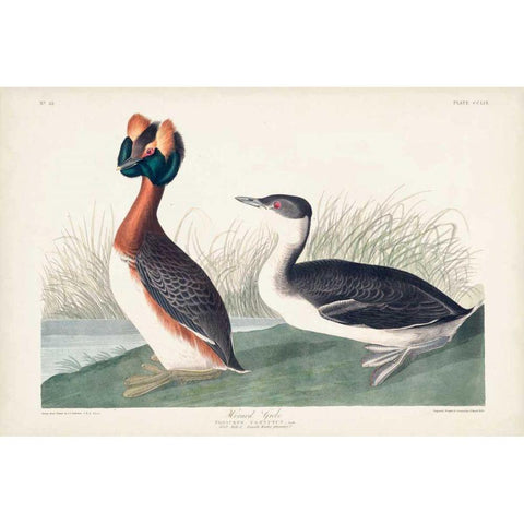 Pl 259 Horned Grebe White Modern Wood Framed Art Print by Audubon, John James