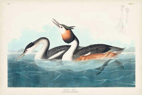 Pl 292 Crested Grebe White Modern Wood Framed Art Print with Double Matting by Audubon, John James