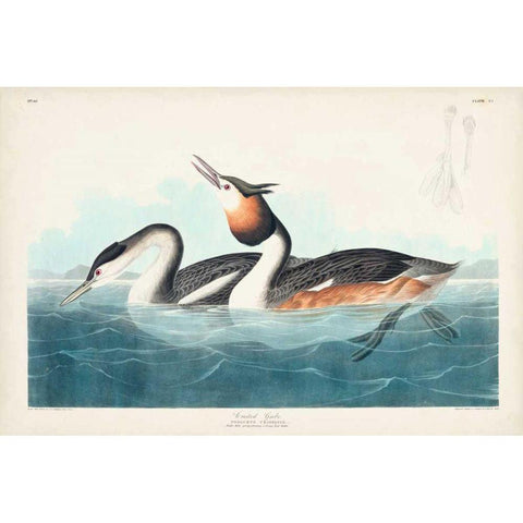 Pl 292 Crested Grebe Black Modern Wood Framed Art Print with Double Matting by Audubon, John James