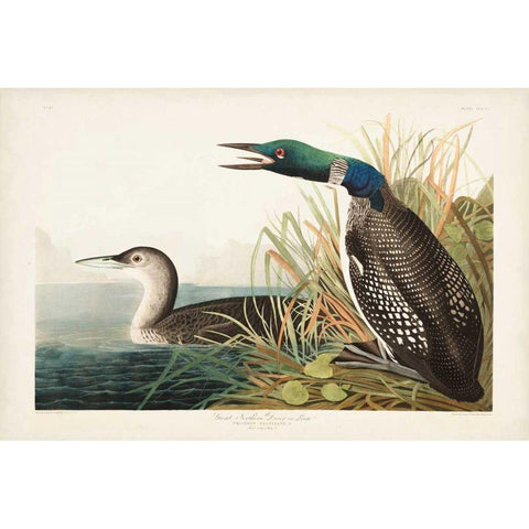 Pl 306 Great Northern Diver or Loon Black Modern Wood Framed Art Print with Double Matting by Audubon, John James