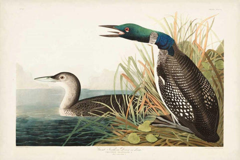 Pl 306 Great Northern Diver or Loon White Modern Wood Framed Art Print with Double Matting by Audubon, John James