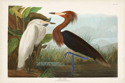 Pl 256 Purple Heron White Modern Wood Framed Art Print with Double Matting by Audubon, John James