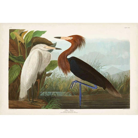 Pl 256 Purple Heron Gold Ornate Wood Framed Art Print with Double Matting by Audubon, John James