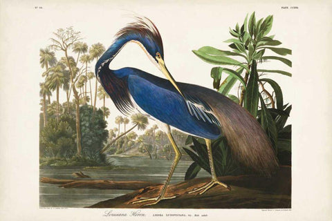 Pl 217 Louisiana Heron White Modern Wood Framed Art Print with Double Matting by Audubon, John James