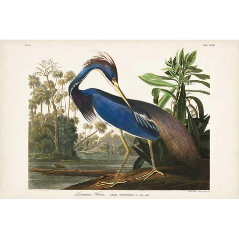 Pl 217 Louisiana Heron Black Modern Wood Framed Art Print with Double Matting by Audubon, John James