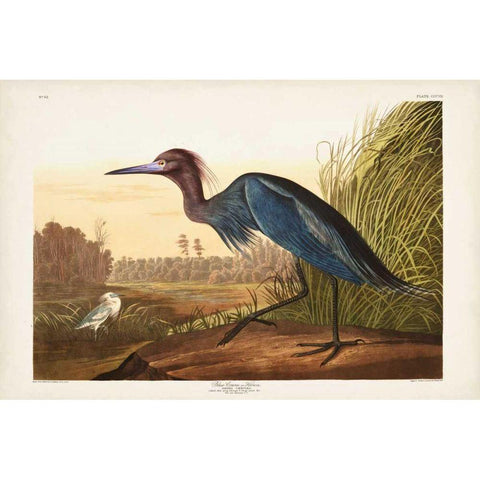 Pl 307 Blue Crane or Heron Gold Ornate Wood Framed Art Print with Double Matting by Audubon, John James