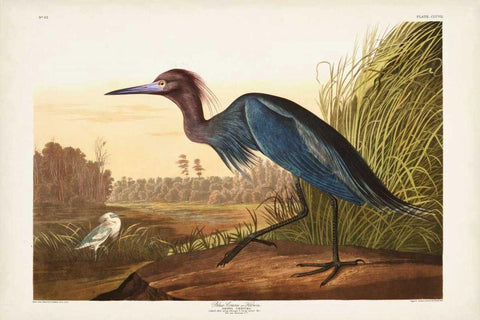 Pl 307 Blue Crane or Heron Black Ornate Wood Framed Art Print with Double Matting by Audubon, John James