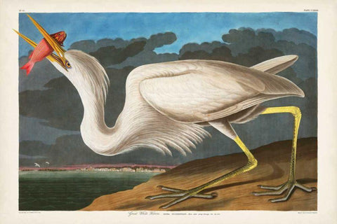 Pl 281 Great White Heron White Modern Wood Framed Art Print with Double Matting by Audubon, John James