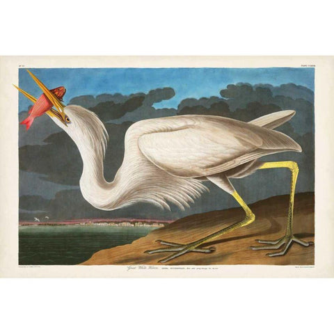 Pl 281 Great White Heron Black Modern Wood Framed Art Print with Double Matting by Audubon, John James