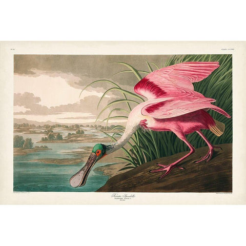 Pl 321 Roseate Spoonbill Black Modern Wood Framed Art Print with Double Matting by Audubon, John James