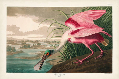 Pl 321 Roseate Spoonbill Black Ornate Wood Framed Art Print with Double Matting by Audubon, John James