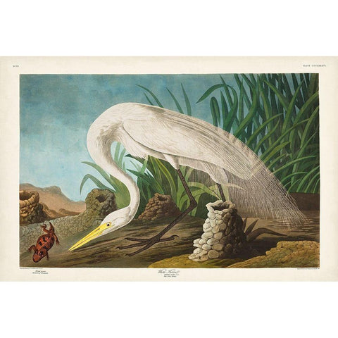 Pl 386 White Heron Black Modern Wood Framed Art Print with Double Matting by Audubon, John James