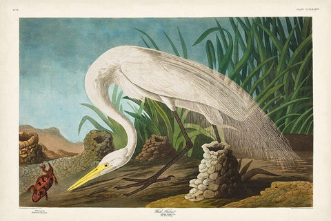 Pl 386 White Heron Black Ornate Wood Framed Art Print with Double Matting by Audubon, John James