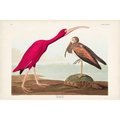 Pl 397 Scarlet Ibis Gold Ornate Wood Framed Art Print with Double Matting by Audubon, John James