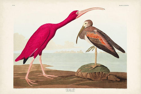 Pl 397 Scarlet Ibis White Modern Wood Framed Art Print with Double Matting by Audubon, John James