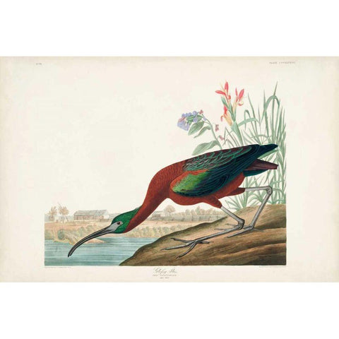 Pl 387 Glossy Ibis Gold Ornate Wood Framed Art Print with Double Matting by Audubon, John James