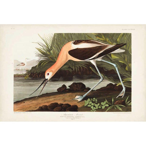 Pl 318 American Avocet Gold Ornate Wood Framed Art Print with Double Matting by Audubon, John James