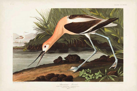 Pl 318 American Avocet Black Ornate Wood Framed Art Print with Double Matting by Audubon, John James