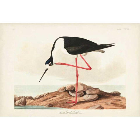 Pl 328 Long- legged Avocet Black Modern Wood Framed Art Print by Audubon, John James