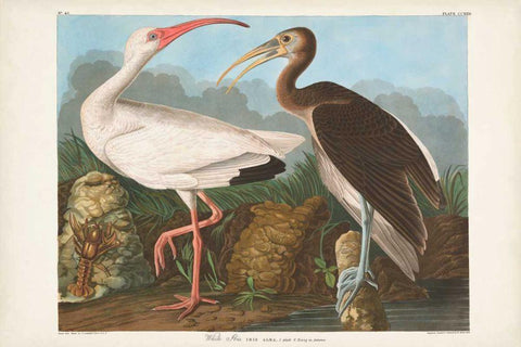 Pl 222 White Ibis White Modern Wood Framed Art Print with Double Matting by Audubon, John James