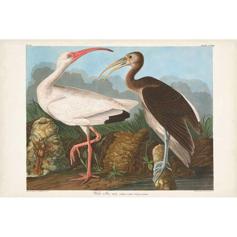 Pl 222 White Ibis Gold Ornate Wood Framed Art Print with Double Matting by Audubon, John James