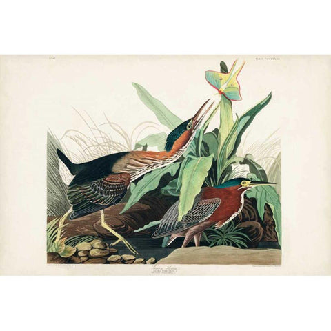 Pl 333 Green Heron Black Modern Wood Framed Art Print with Double Matting by Audubon, John James