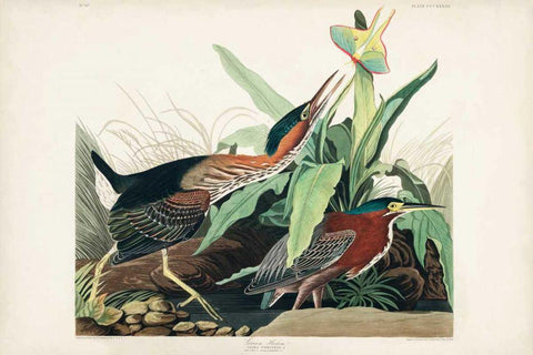 Pl 333 Green Heron Black Ornate Wood Framed Art Print with Double Matting by Audubon, John James