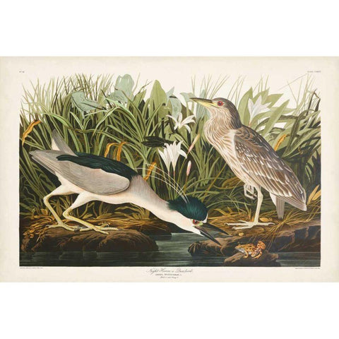 Pl 236 Night Heron Gold Ornate Wood Framed Art Print with Double Matting by Audubon, John James