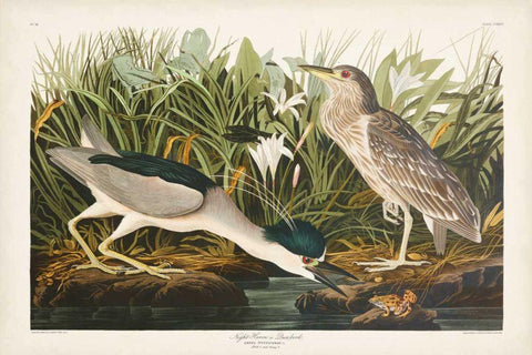 Pl 236 Night Heron White Modern Wood Framed Art Print with Double Matting by Audubon, John James