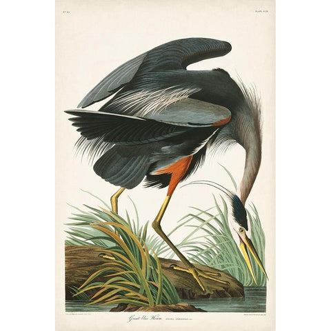 Pl 211 Great Blue Heron Black Modern Wood Framed Art Print with Double Matting by Audubon, John James