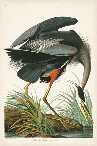 Pl 211 Great Blue Heron White Modern Wood Framed Art Print with Double Matting by Audubon, John James