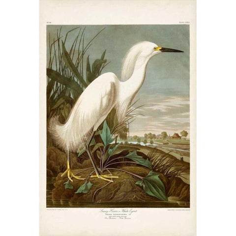 Pl 242 Snowy Heron Gold Ornate Wood Framed Art Print with Double Matting by Audubon, John James