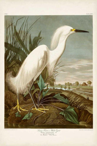 Pl 242 Snowy Heron White Modern Wood Framed Art Print with Double Matting by Audubon, John James