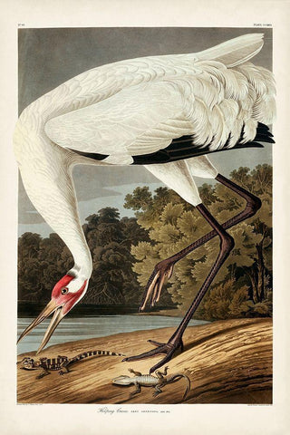 Pl 226 Hooping Crane Black Ornate Wood Framed Art Print with Double Matting by Audubon, John James