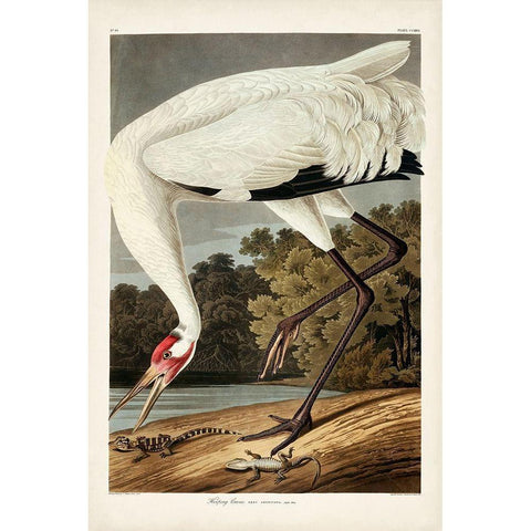 Pl 226 Hooping Crane Gold Ornate Wood Framed Art Print with Double Matting by Audubon, John James