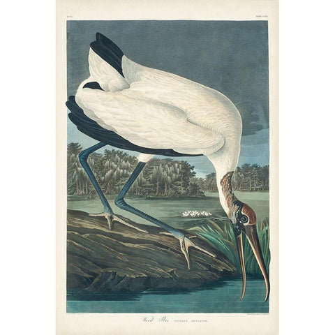 Pl 216 Wood Ibis Black Modern Wood Framed Art Print with Double Matting by Audubon, John James