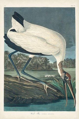 Pl 216 Wood Ibis White Modern Wood Framed Art Print with Double Matting by Audubon, John James